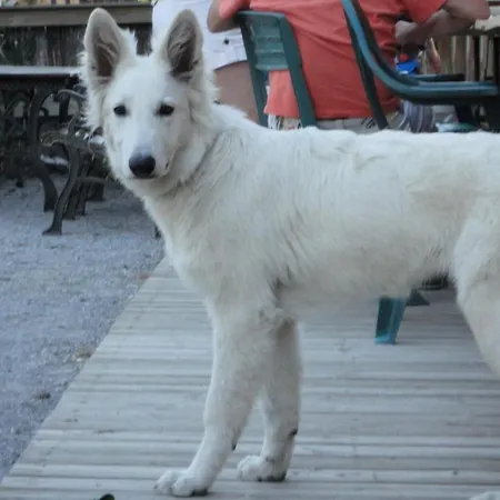 Village de vacances Parc Résidentiel De Loisir : Le Loup Blanc Du Riou